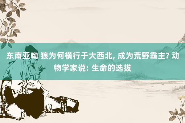 东南亚呦 狼为何横行于大西北， 成为荒野霸主? 动物学家说: 生命的选拔